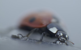 Still frame from the movie IN THE COMPANY OF INSECTS